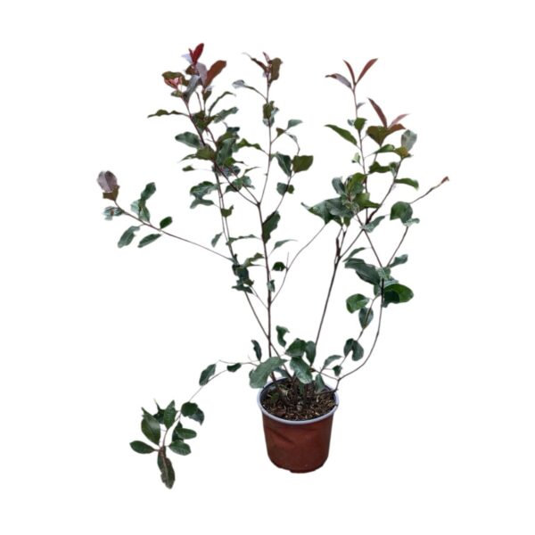 Hungaroplant