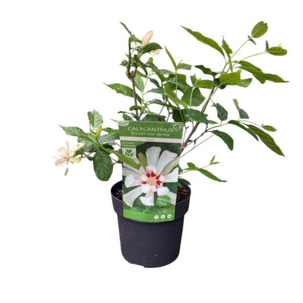 Hungaroplant