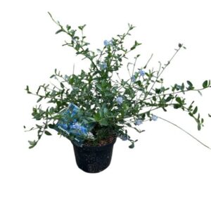 Kúszó kaliforniai orgonabokor (Ceanothus thyrsiflorus ‘Repens’)