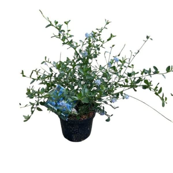 Hungaroplant