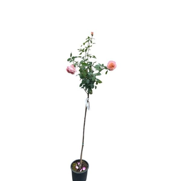 Hungaroplant