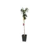 Őszibarack - PRUNUS PERSICA 'SWEET LADY' Hungaroplant