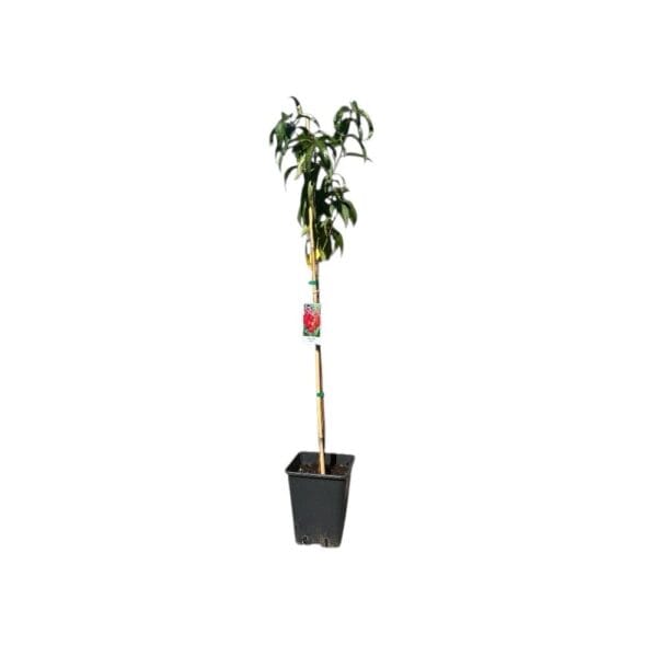 Hungaroplant
