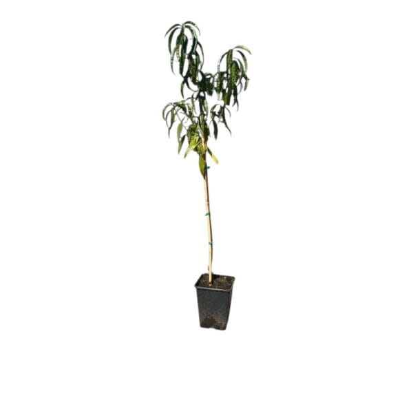 Hungaroplant