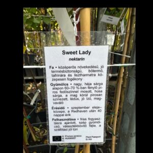 Őszibarack – PRUNUS PERSICA ‘SWEET LADY’