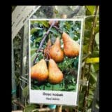 Körtefa - PYRUS COMMUNIS 'BOSC KOBAK' Hungaroplant