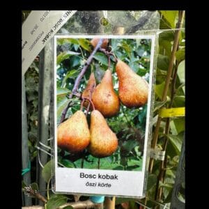 Körtefa - PYRUS COMMUNIS 'BOSC KOBAK'