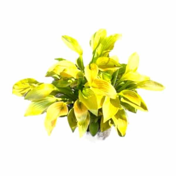 Hungaroplant
