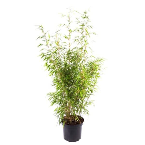 Hungaroplant