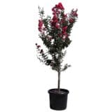 Selyemmirtusz - LAGERSTROEMIA INDICA 'RUBRA' Hungaroplant