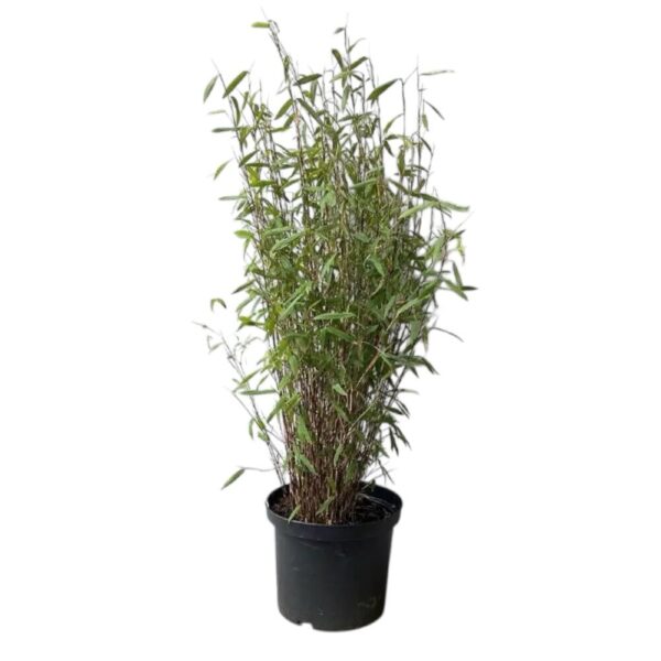 Hungaroplant