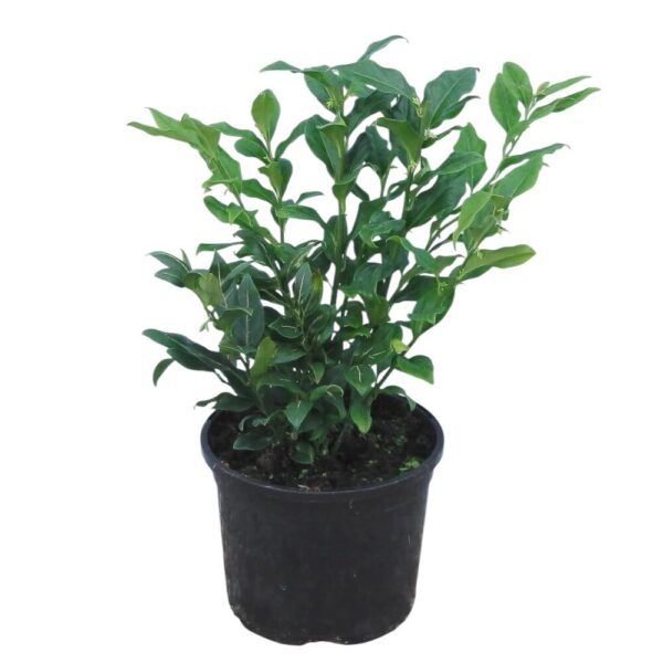 Hungaroplant