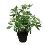 Mexikói narancsjázmin - CHOISYA TERNATA Hungaroplant