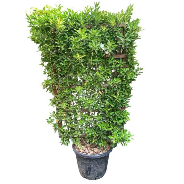 Hungaroplant