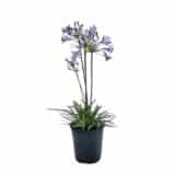 Afrikai liliom - AGAPANTHUS PRAECOX 'SEA STORM' Hungaroplant