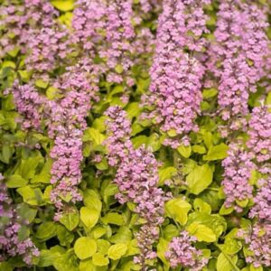 Arany levelű indás ínfű – Ajuga reptans ‘Gold Chang’