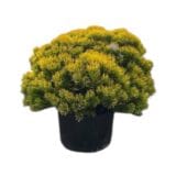 Aranylombú havasi törpefenyő - PINUS MUGO 'CARSTEN'S WINTERGOLD' (EXTRA) Hungaroplant