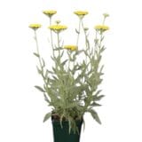 Aranysárga cickafark - ACHILLEA FILIPENDULINA 'CLOTH OF GOLD' Hungaroplant