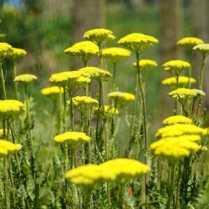Aranysárga cickafark (Achillea filipendulina 'Cloth of Gold')