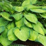 Árnyékliliom - HOSTA 'FRAGRANT BOUQUET' Hungaroplant