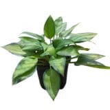 Árnyékliliom - HOSTA 'JUNE' Hungaroplant