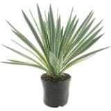 Pompás pálmaliliom (Jukka) - YUCCA GLORIOSA Hungaroplant