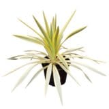 Citromsárga-tarka pompás jukka - YUCCA GLORIOSA 'CITRUS TWIST' Hungaroplant