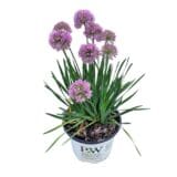 Díszhagyma - ALLIUM 'SERENDIPITY' Hungaroplant