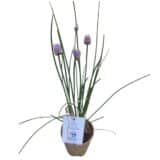 Metélőhagyma - ALLIUM SCHOENOPRASUM Hungaroplant