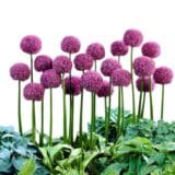 Óriás díszhagyma - ALLIUM 'GLOBEMASTER' Hungaroplant