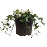 Fehér nagy meténg - VINCA MAJOR 'ALBA' Hungaroplant