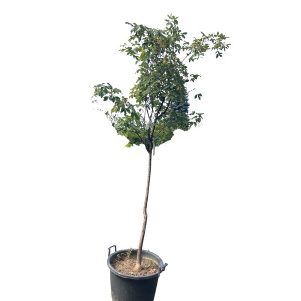 Hungaroplant