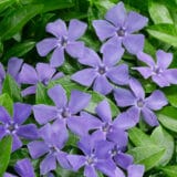 Kis meténg - VINCA MINOR Hungaroplant.hu