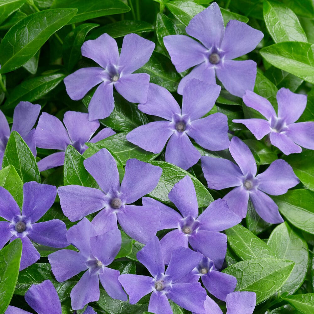 Vinca minor Hungaroplant.hu