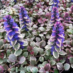 Indás ínfű – AJUGA REPTANS ‘BURGUNDY GLOW’