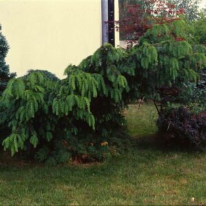 Közönséges csüngő tiszafa (Taxus baccata 'Dovastoniana')
