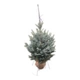 Ezüstfenyő (picea pungens ‘super blue seedling’) Hungaroplant