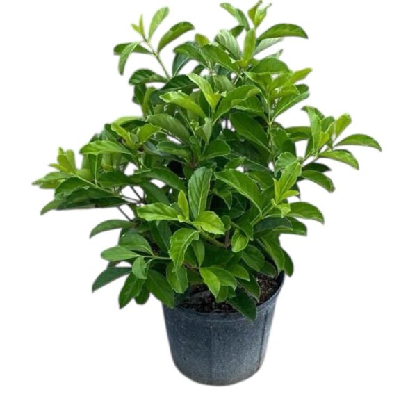 Hungaroplant