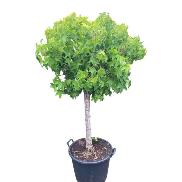 Hungaroplant