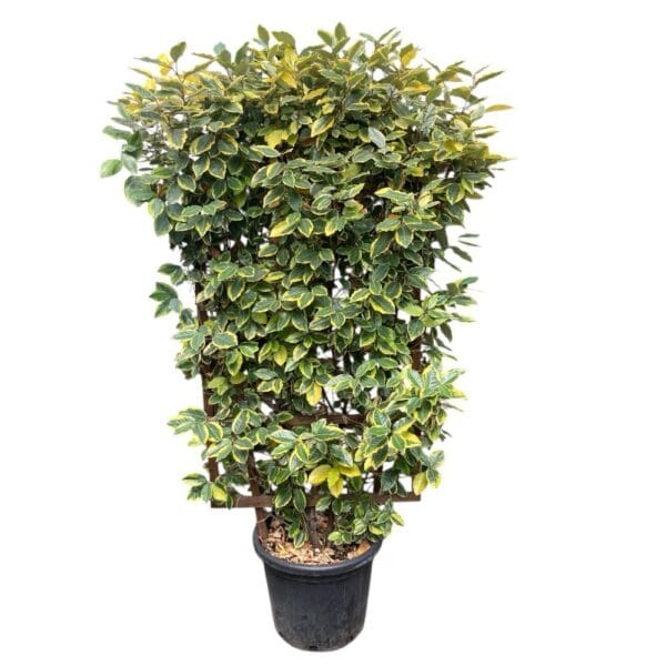 Hungaroplant