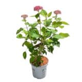 Cserjés hortenzia - HYDRANGEA ARBORESCENS 'PINK ANNABELLE' Hungaroplant