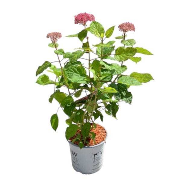 Hungaroplant