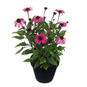 Bíbor kasvirág (Echinacea purpurea 'Magnus')