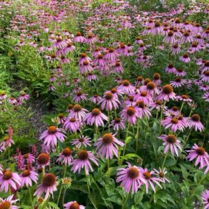 Bíbor kasvirág (Echinacea purpurea 'Magnus')