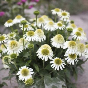 Kasvirág – ECHINACEA ‘DELICIOUS NOUGAT’