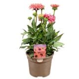 Kasvirág - ECHINACEA 'SUNSEEKERS RAINBOW' Hungaroplant