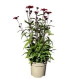 Kasvirág - ECHINACEA PURPUREA 'FATAL ATTRACTION' Hungaroplant