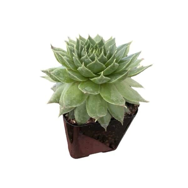Hungaroplant
