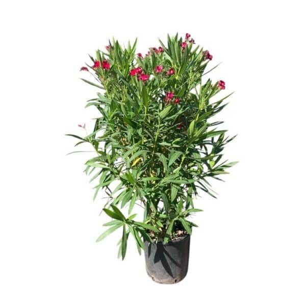 Hungaroplant