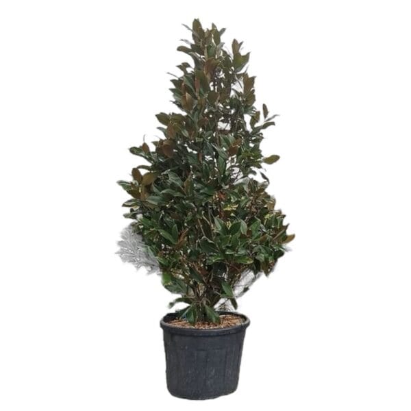 Hungaroplant